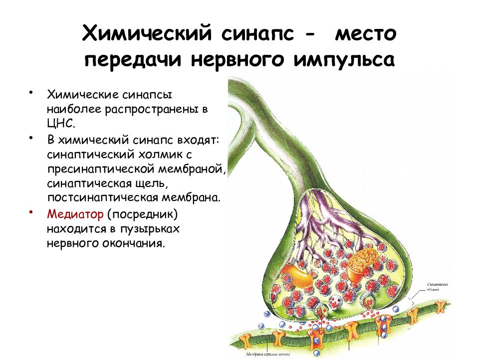 Схема передачи нервного импульса