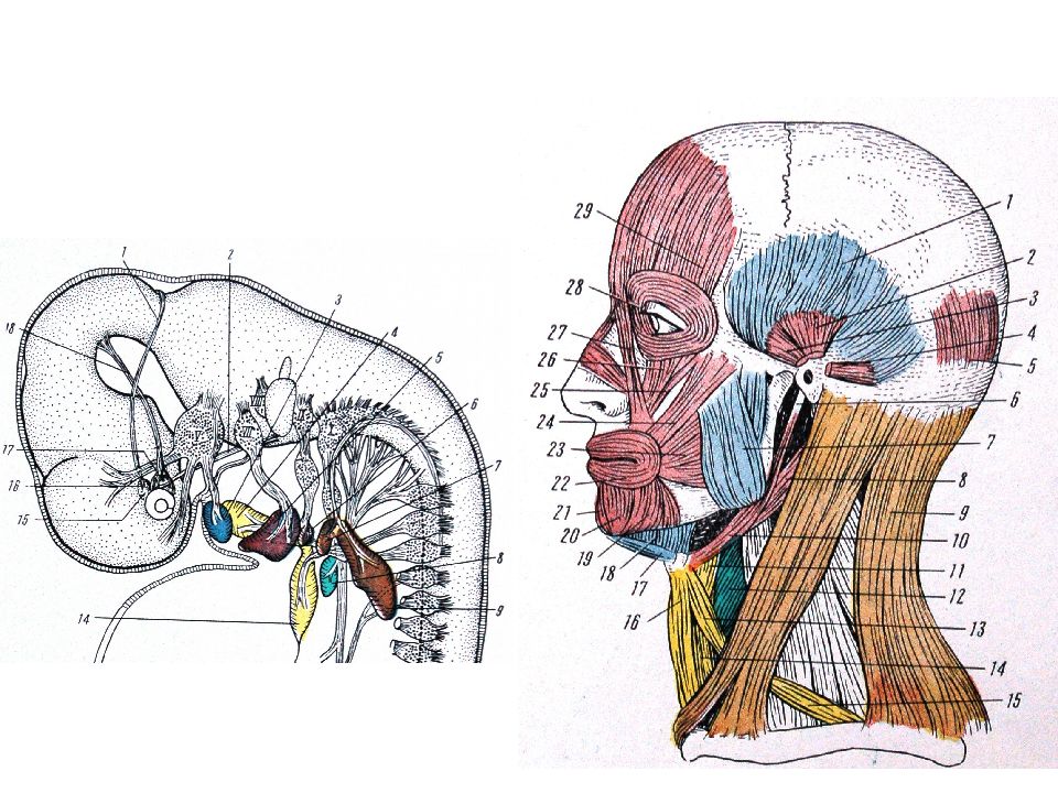 Иннервация мышц шеи анатомия