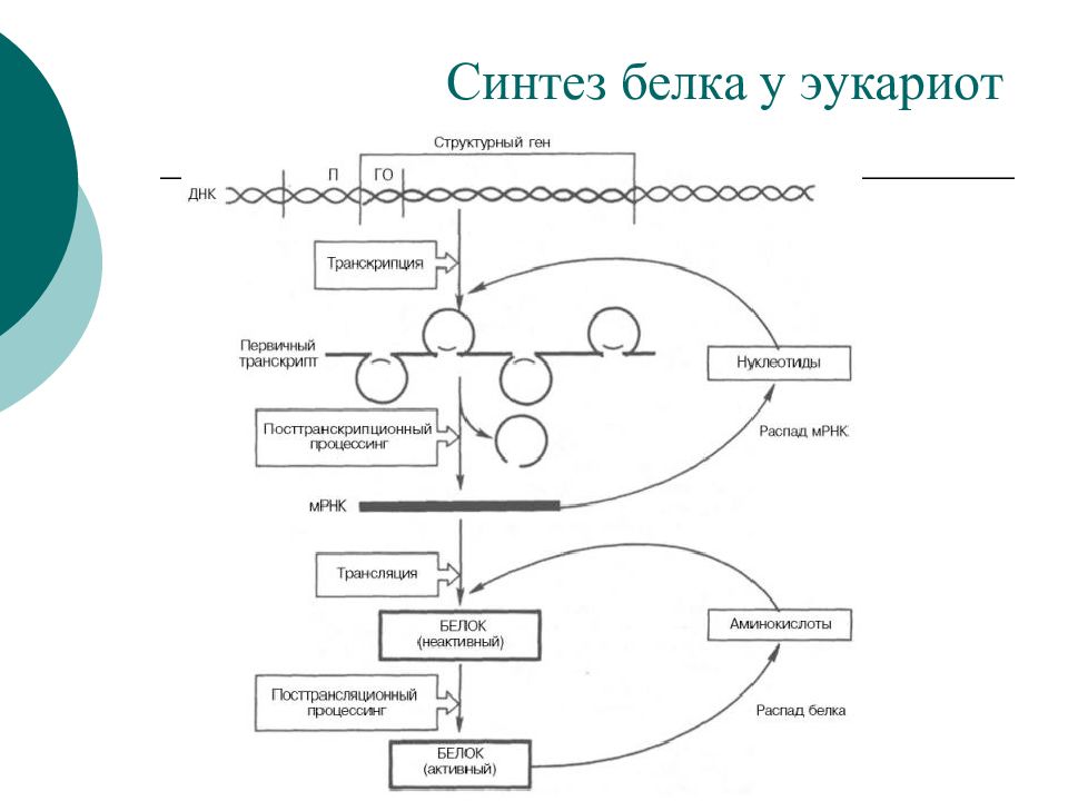 Эукариот белка. Общая схема регуляции экспрессии Гена эукариот. Схема регуляции экспрессии генов у эукариот биохимия. Общая схема регуляции экспрессии генов эукариот. Схема регуляции экспрессии генов у эукариот.