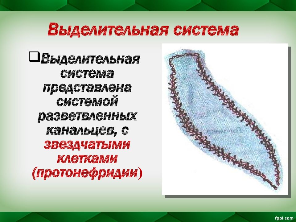 Плоские черви выделительная система