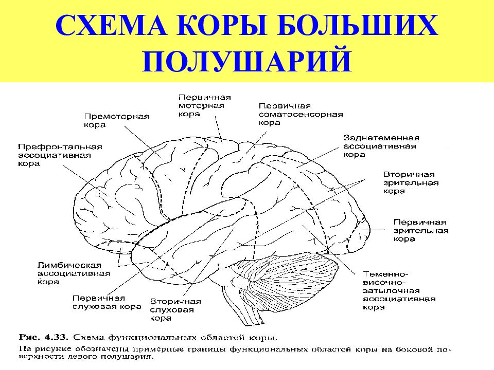 Человек паук моторная кора 3 схема