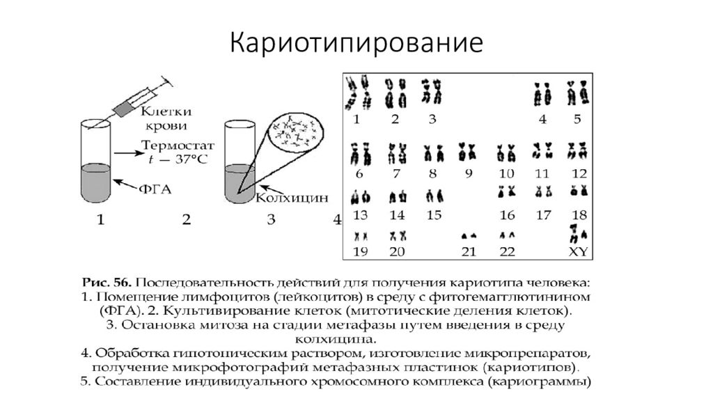 Кариотип сдать анализ. Цитогенетический метод хромосомы. Цитогенетический метод окрашивание хромосом. Кариотипирование в стадии. Цитогенетический метод в генетике.