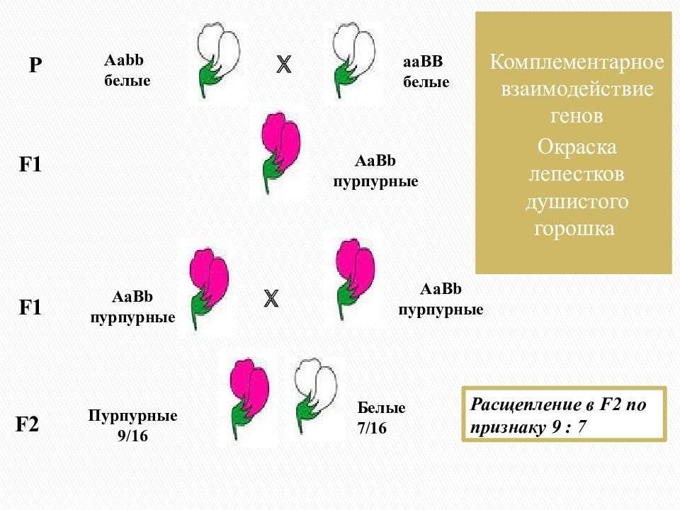 Лепестки гороха. Наследование цвета цветков душистого горошка. Наследование окраски душистого горошка. Наследование окраски цветов у душистого горошка. Наследование окраски лепестков душистого горошка.