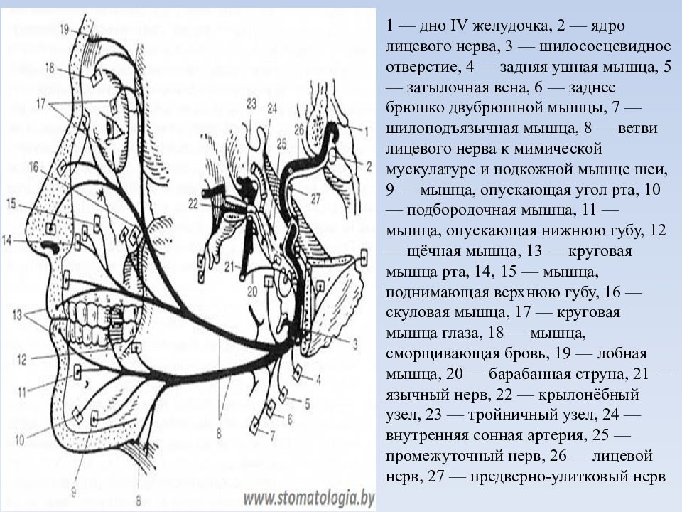 Лицевой нерв является. Топография лицевого нерва схема. Топография ядер тройничного нерва. Иннервация тройничного нерва. Иннервация тройничного нерва схема.