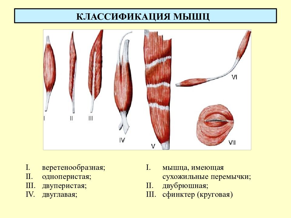 В состав какого органа входят мышечные клетки изображенные на рисунке языка двуглавой мышцы