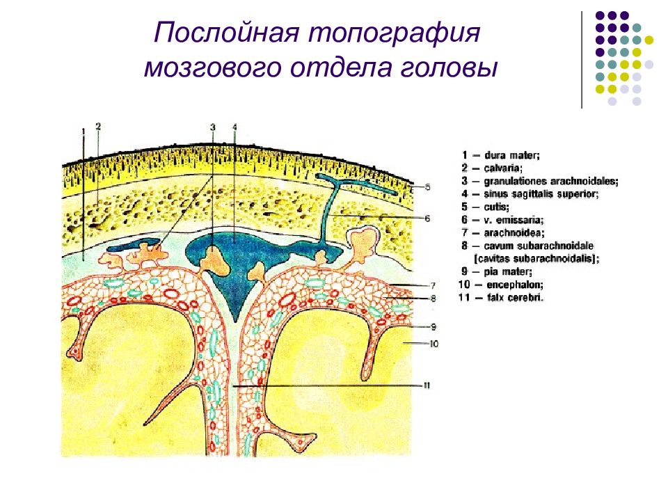 Конкиева Н.А.УД ОП.02. Анатомия и физиология человека Лекция "Головной мозг