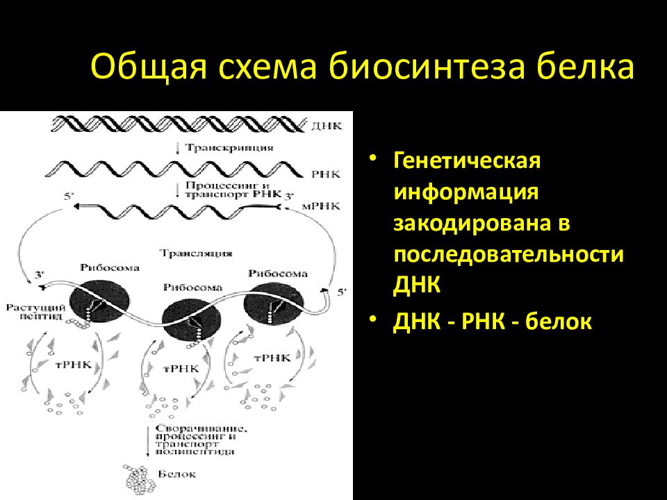 Последовательность днк в белке. Возникновение биосинтеза белка. Генетическая информация схема. Генетическая информация Биосинтез белка. Биосинтез белка генетика схема.