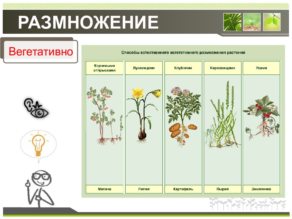 Размножение растений рисунок