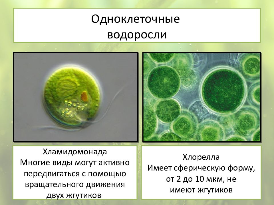 Презентация водоросли их разнообразие и значение в природе