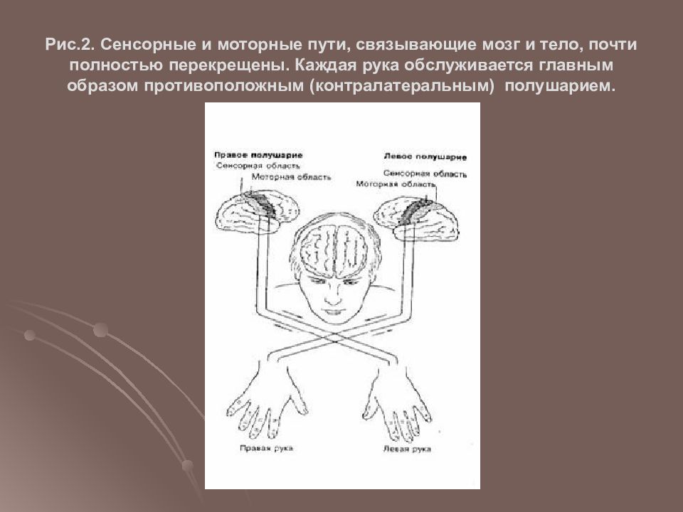 Моторный путь. Моторная асимметрия мозга. Сенсорная асимметрия мозга. Двигательная асимметрия мозга. Функциональная сенсорная асимметрия.