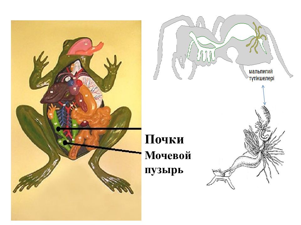 Выделительная система животных рисунок. Лягушка строение выделительной. Рисунки выделительной системы земноводных животных. Сравнение выделительной системы земноводных. Выделительная система первичные почки у земноводных.