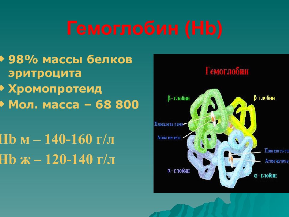 Масса белков. Гемоглобин. Гемоглобин физиология. Функции гемоглобина физиология. Гемоглобин HB.