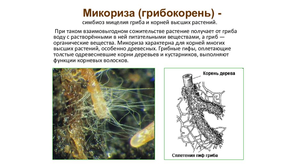 Микоризу образует. Метаморфозы корней микориза. Микориза видоизменённый корень. Видоизменения (симбиоз микориза) корня. Видоизменения корней микориза.