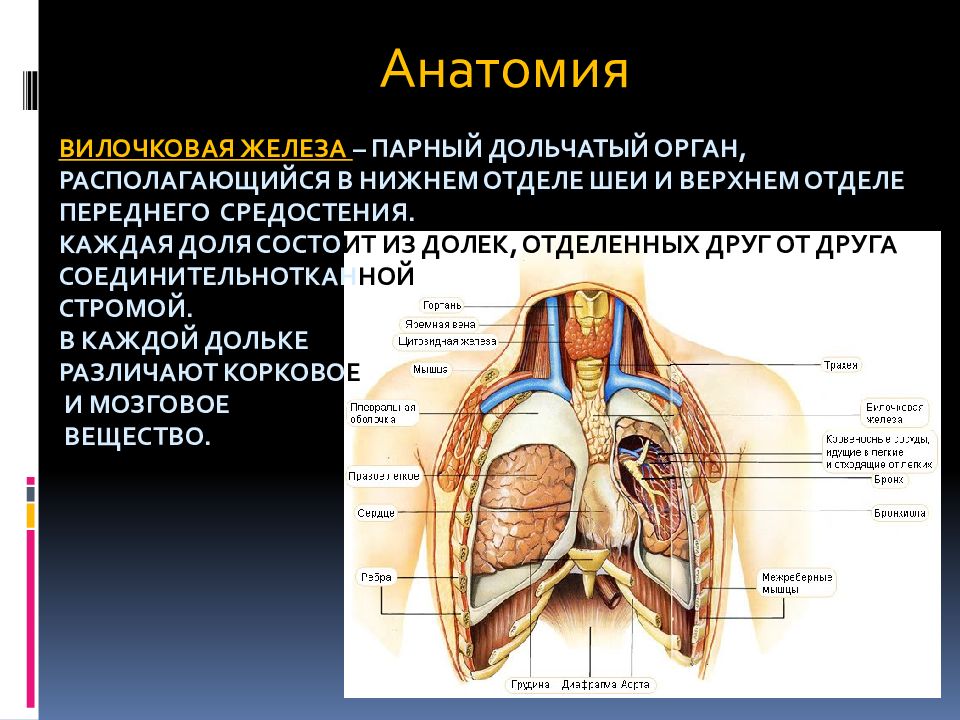 Где находится вилочковой железы. Тимус Анатомическое строение. Вилочковая железа. Вилочковая железа анатомия. Тимус топография.