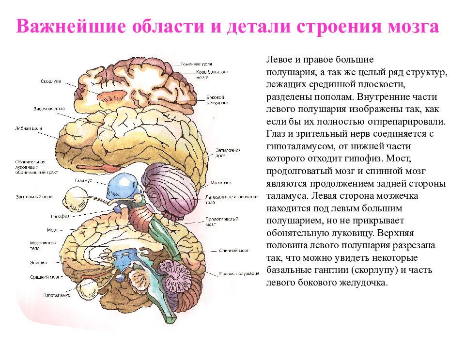 Головной мозг образован клетками. Важнейшие области и детали строения мозга. Строение мозга левая сторона. Строение больших полушарий мозга человека. Срединные структуры головного мозга это.