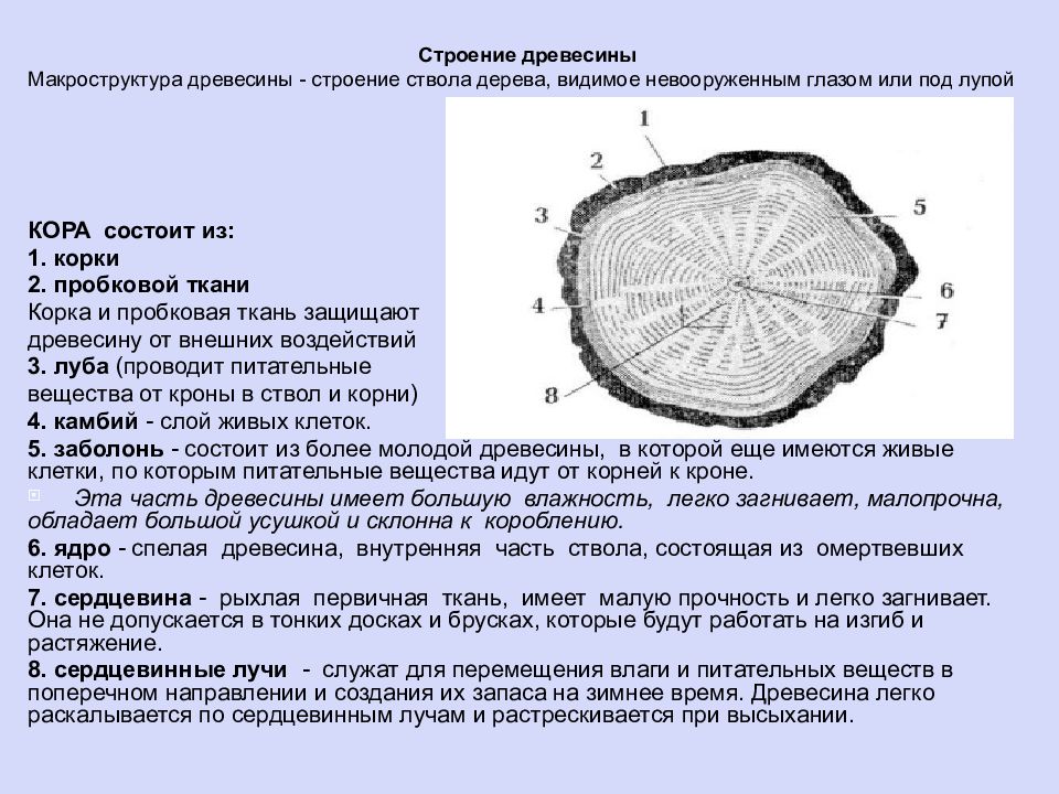 Ядро древесины. Макроструктура древесины поперечный срез. Строение древесины макроструктура. Макроскопическое строение древесины. Макроструктура ствола дерева.