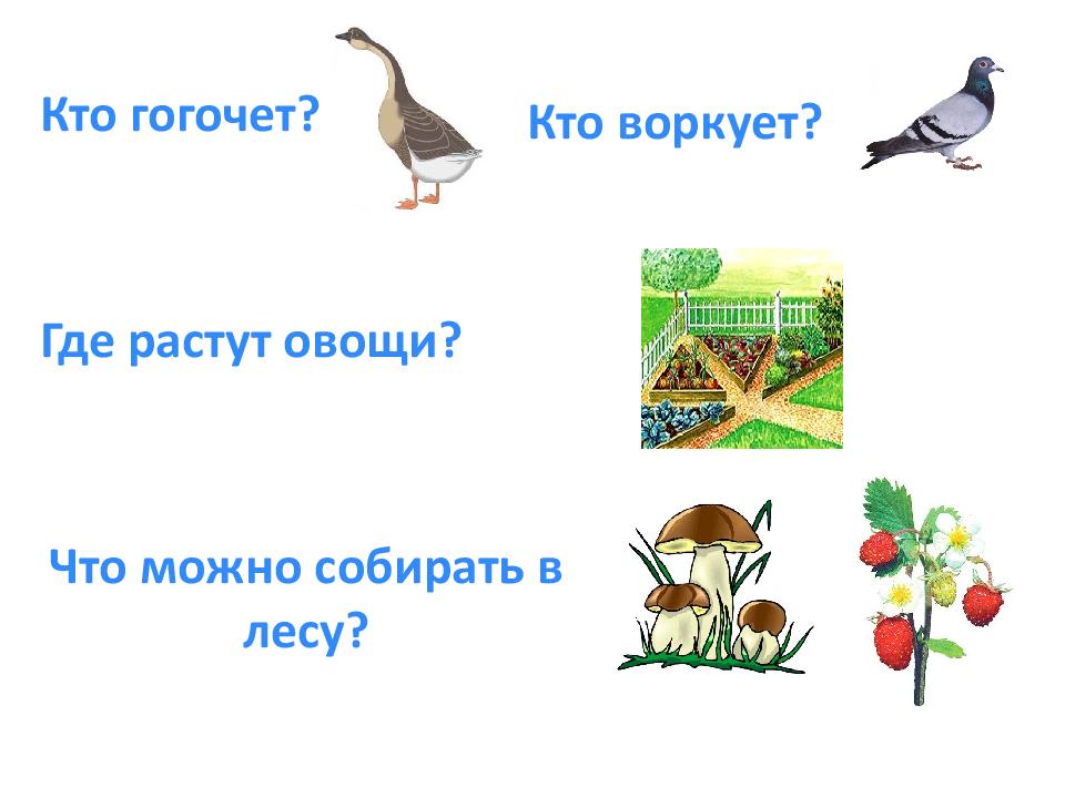 Звук г. Автоматизация звука г в картинках. Картинки на звук г. Слова со звуком г. Предметы со звуком г.