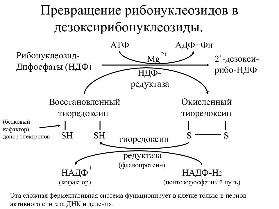 Конференции биохимии. Катаболизм схема. Схема превращения Глюкозы в жиры. Энергетический обмен схема.