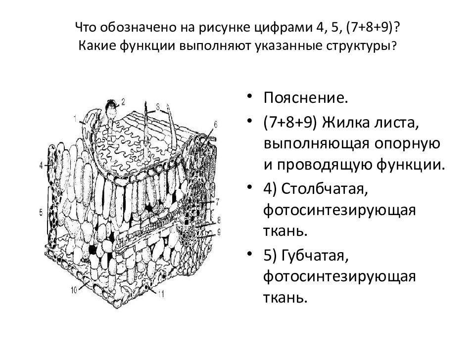 Укажите структуру