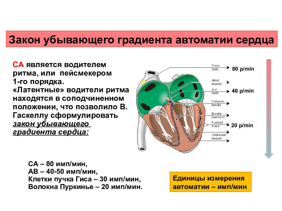 Сердечный порядок. Водители ритма сердца пейсмейкеры. Свойства сердечной мышцы автоматия. Водители ритма сердца и градиент автоматии. Закон убывающего градиента автоматии проводящей системы сердца.