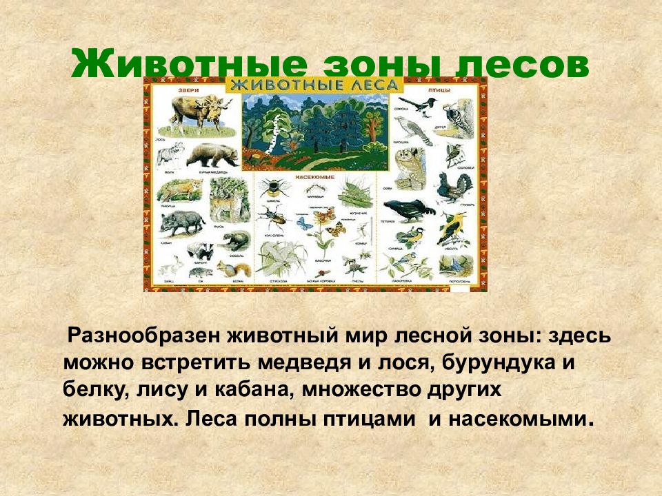 4 лесных зон. Животные природной зоны лесов. Сообщение о животных зоны лесов. Зона лесов доклад. Животный мир Лесной зоны России.