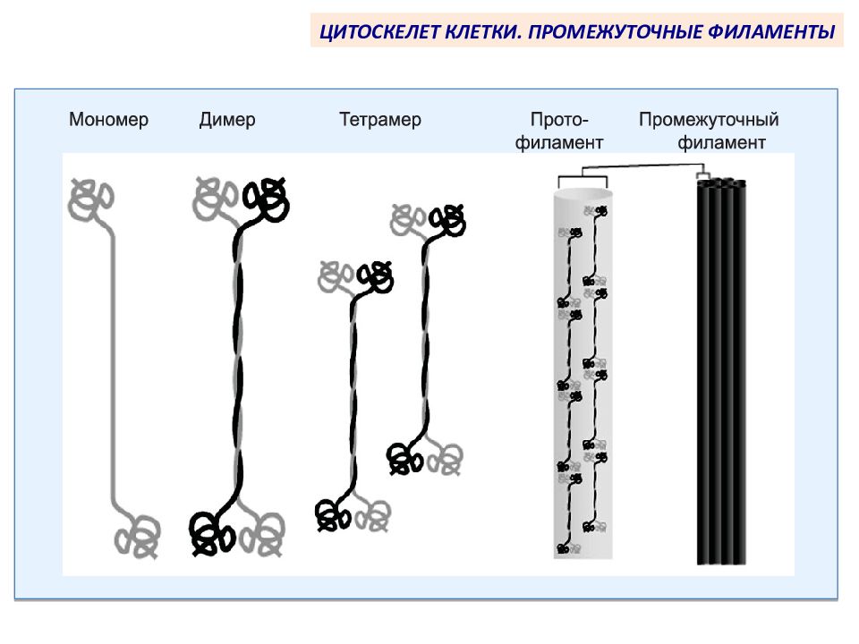 Промежуточный рисунок. Строение промежуточных филаментов. Схема строения промежуточного филамента. Строение промежуточных филаментов клетки. Промежуточные филаменты рисунок.