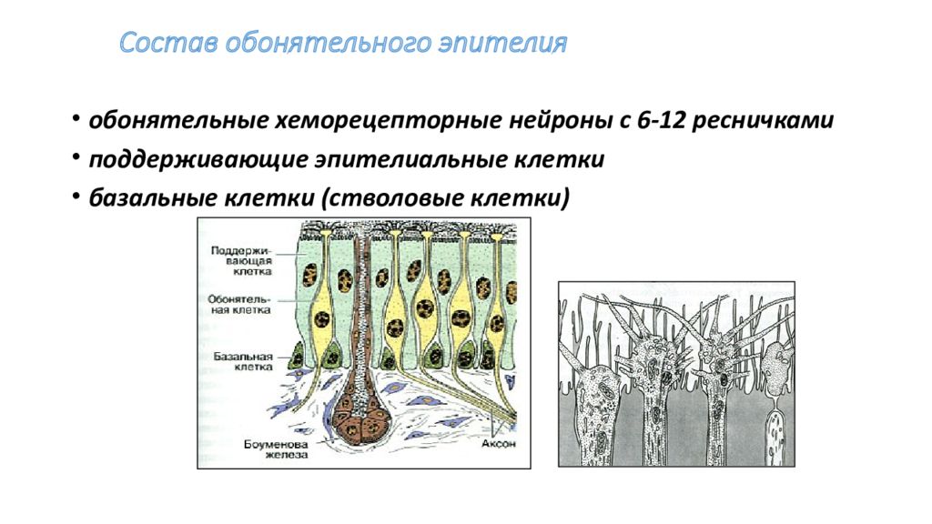 Схема строения обонятельного эпителия. Обонятельные клетки. Базальные клетки обонятельного эпителия. Поддерживающие клетки обонятельного эпителия. Опорные клетки в обонятельном анализаторе.
