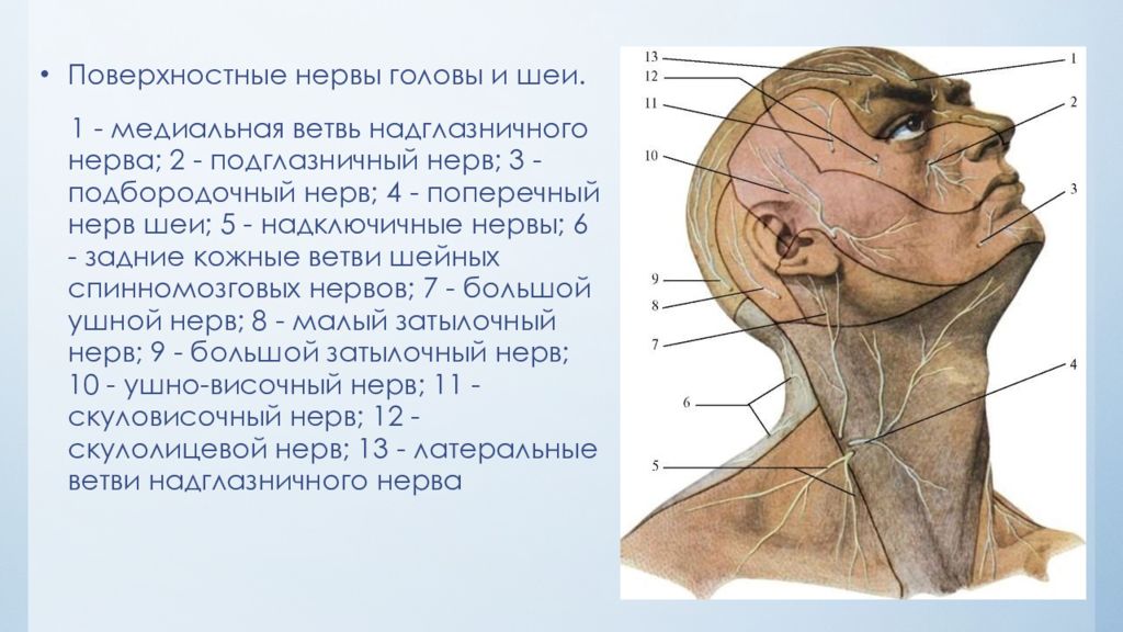 Расположение нервов на голове человека схема