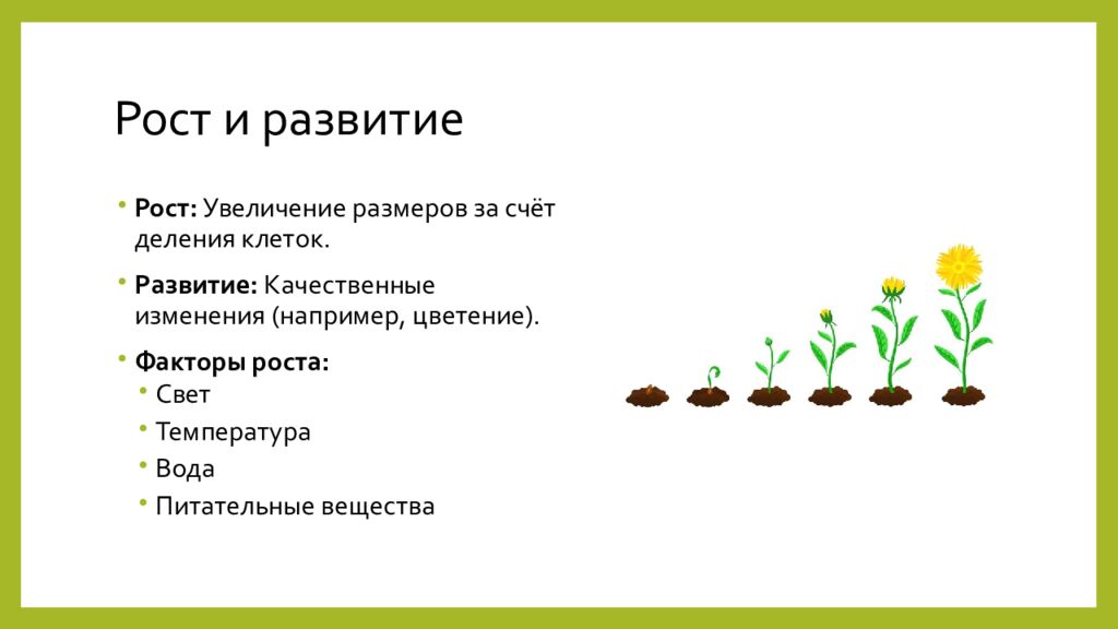 Рост и развитие