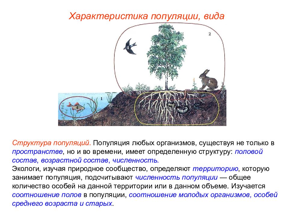 Экологическая структура биоценоза. Формирование биоценоза. Популяции сообщества экосистемы биоценозы. Популяция сообщество экосистема.