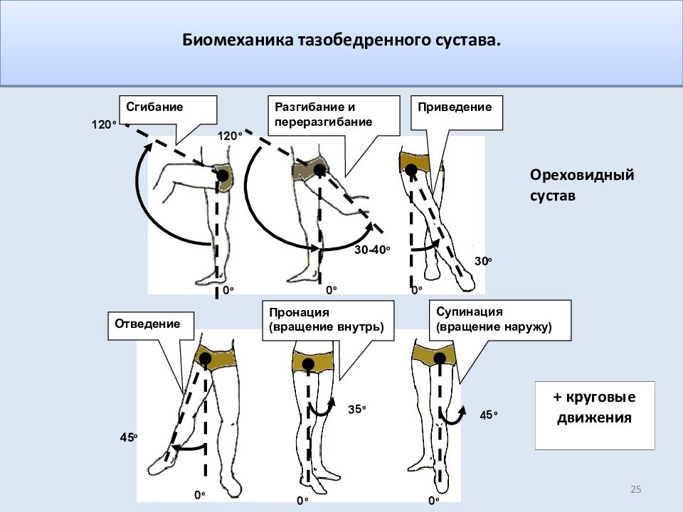 Инженерлік биомеханика презентация