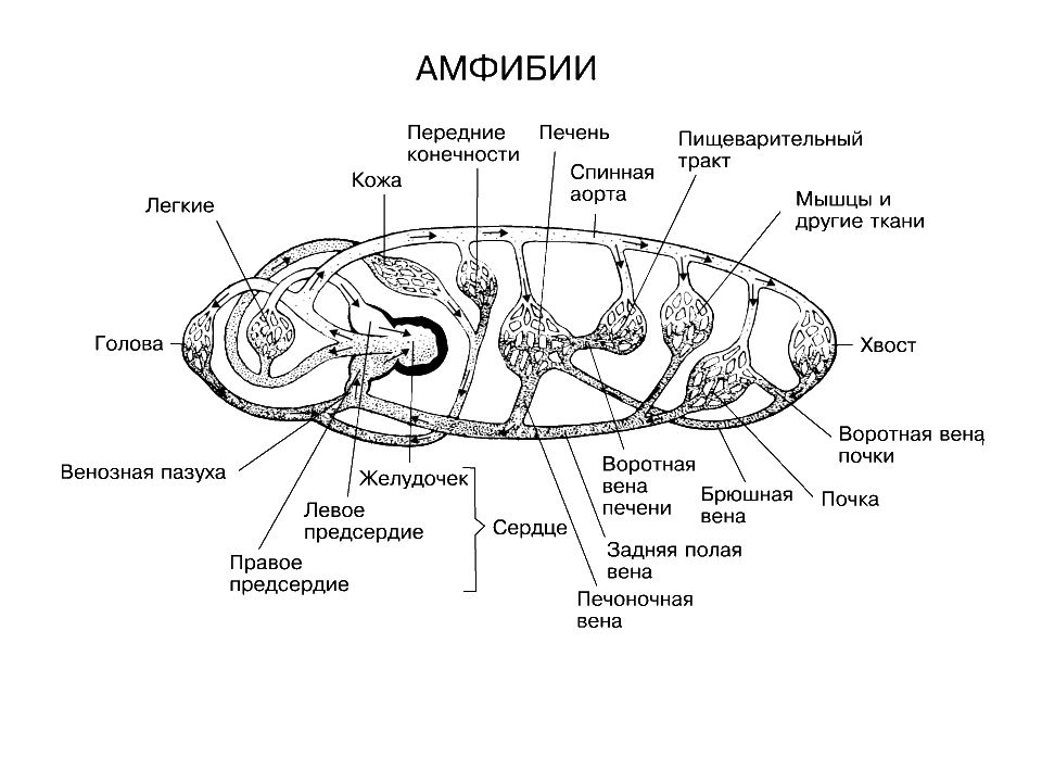 Схема кровеносной системы амфибий