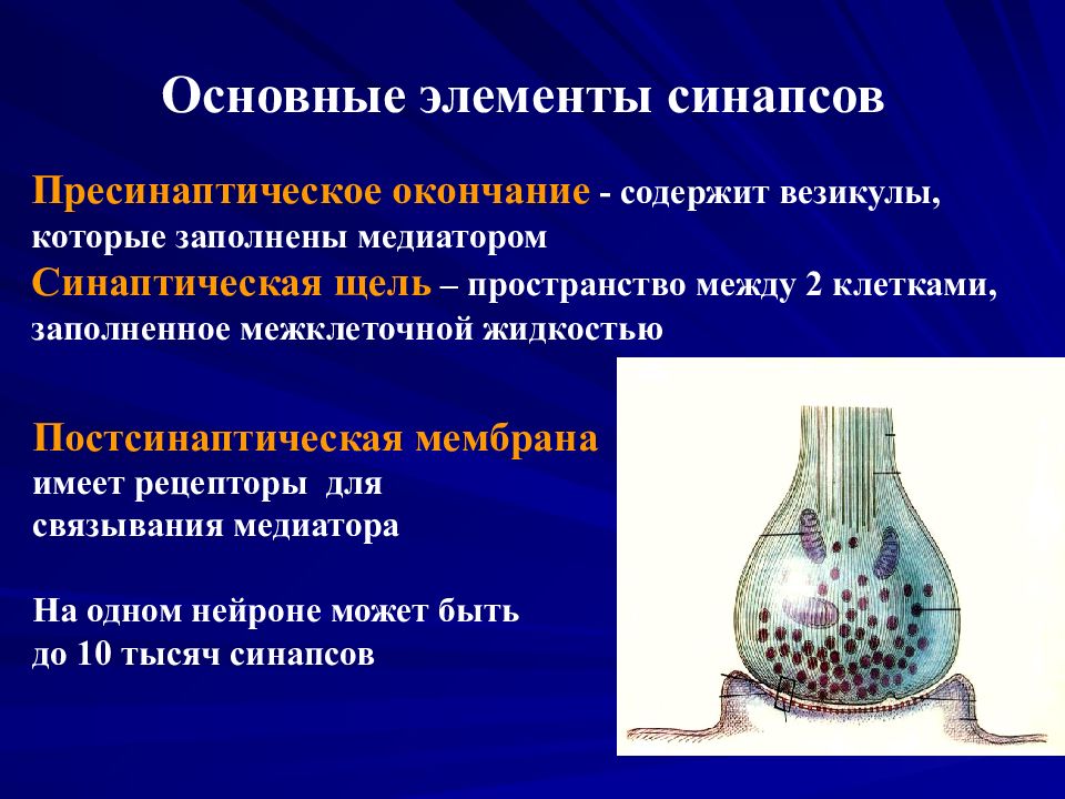 Пресинаптический синапс. Пресинаптическое окончание. Синаптические везикулы. Синапс пресинаптическое окончание. Пресинаптическое окончание содержит.