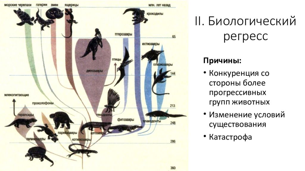 В эволюционном плане более прогрессивным является