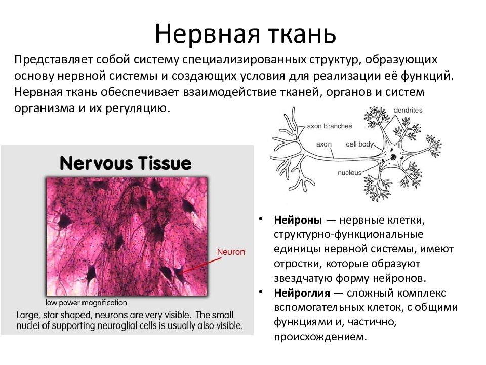 Клетки специализированы. Специализированные клетки тканей. Специализация клеток в ткани. Клетки звездчатой формы характерны. Что представляет собой нервная ткань.