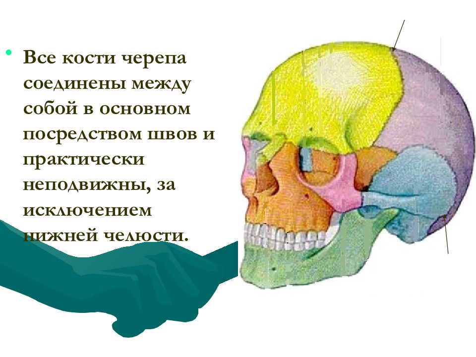 Все кости черепа соединены друг с другом. Соединение костей черепа. Возрастные особенности черепа. Соотнеси череп с особенностями его строения объём мозга 650 см3.
