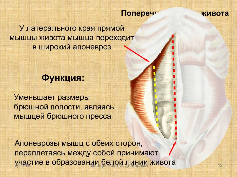 Апоневроз мышцы. Латеральный край прямой мышцы живота.