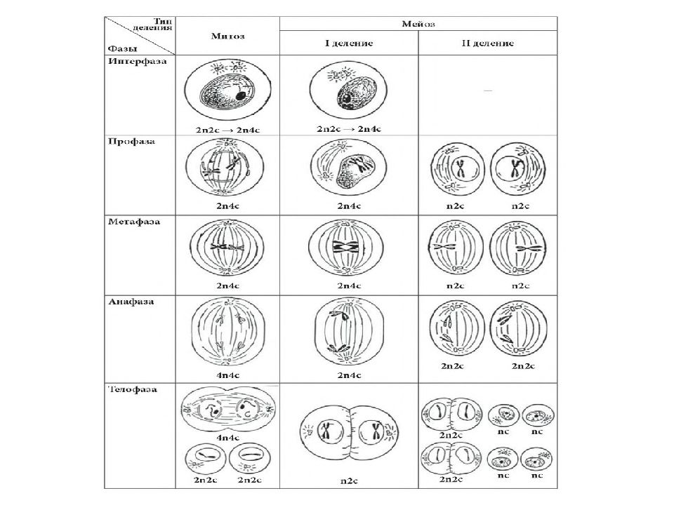 Митоз таблица с рисунками по фазам и описанием