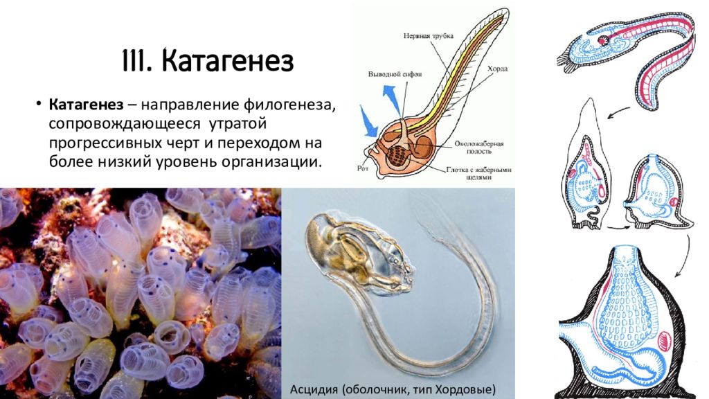 Общая дегенерация асцидии