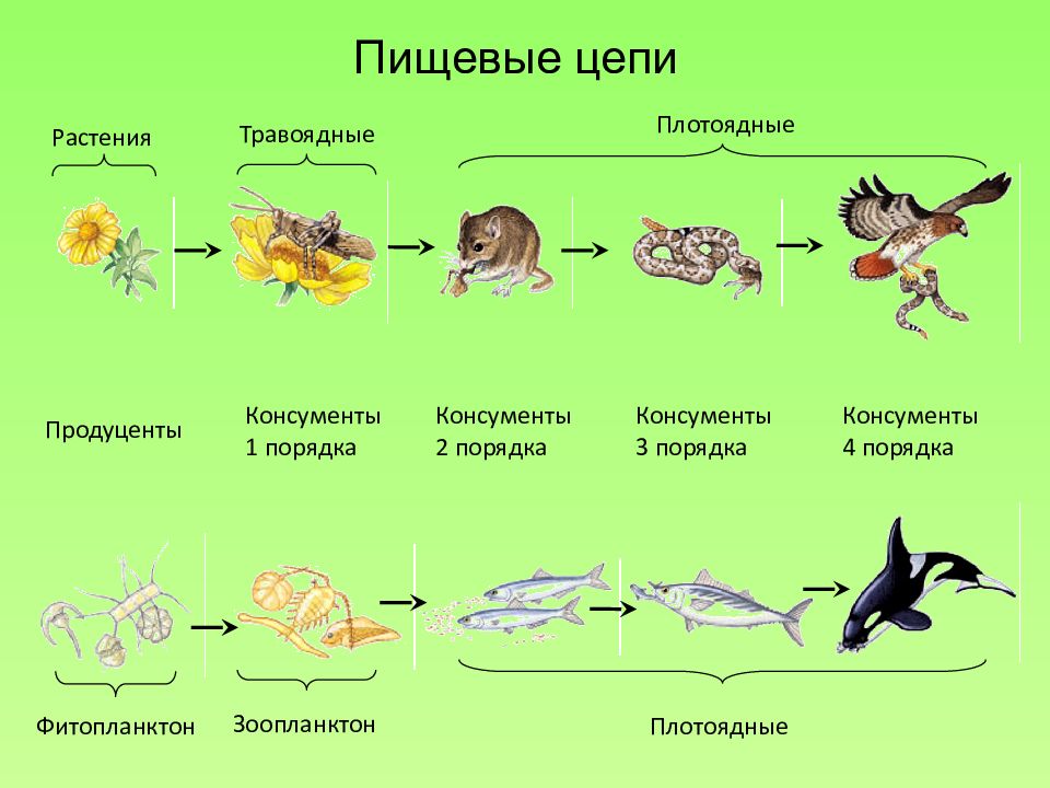 Рассмотрите схему цепи питания какие определения подходят зайцу выберите