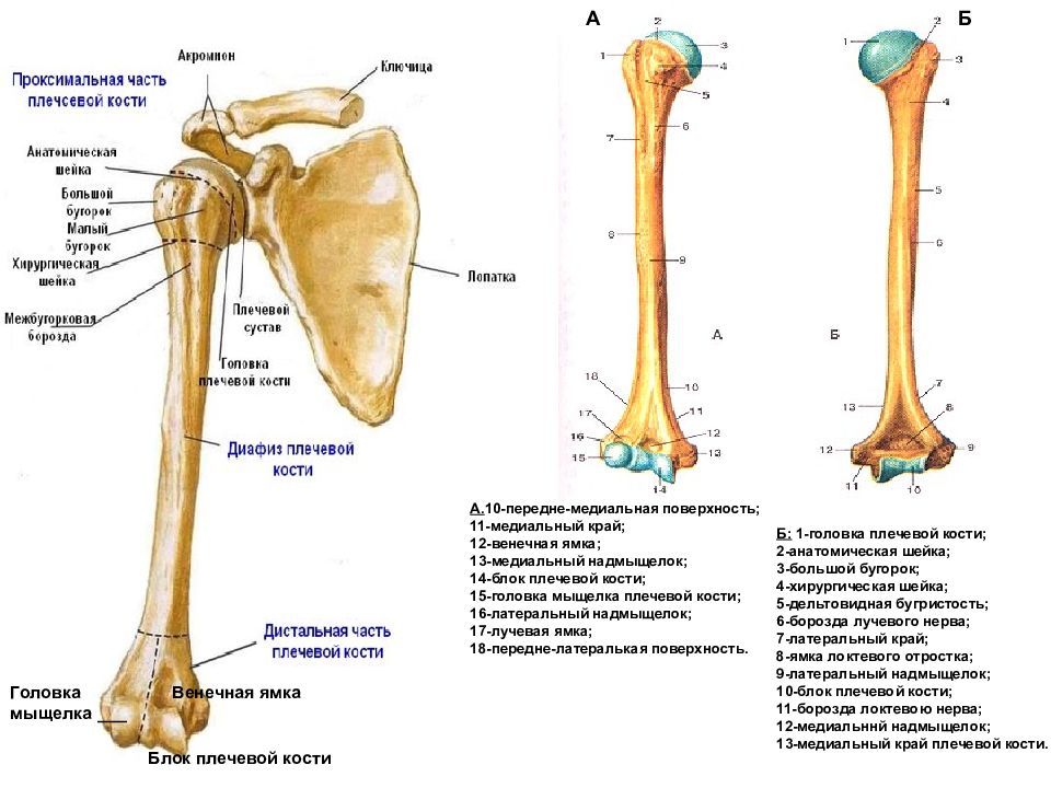 Строение плеча человека кости рисунок с описанием