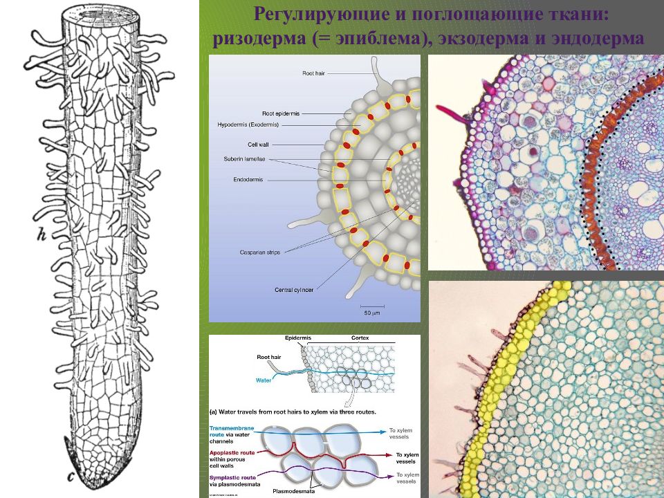 Эпиблема корня. Ткань корня ризодерма. Ткани растений эпиблема. Выросты клеток ризодерма. Покровная ткань ризодерма.