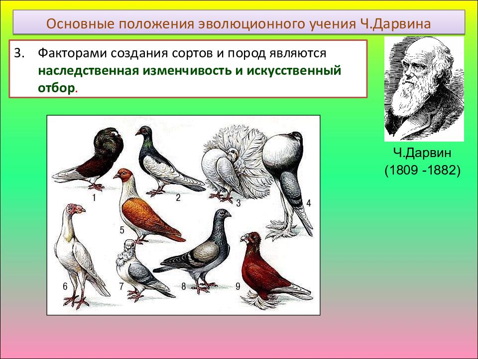 На рисунке представлена схема видообразования по ч дарвину какой эволюционный процесс