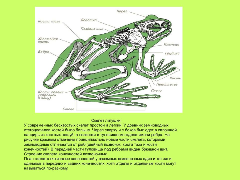 Скелет передних конечностей лягушки. Скелет лягушки передние конечности. Скелет задних конечностей у земноводных. Строение скелета конечностей лягушки. Земноводных строение отделов скелета.
