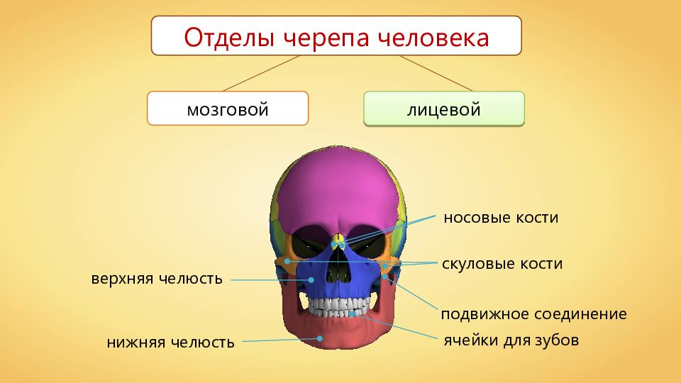 Мозгового парная. Скелет головы череп биология 8 класс. Скелет головы мозговой отдел черепа. Биология 8 класс скелет головы и туловища. Скелет головы 8 класс биология.