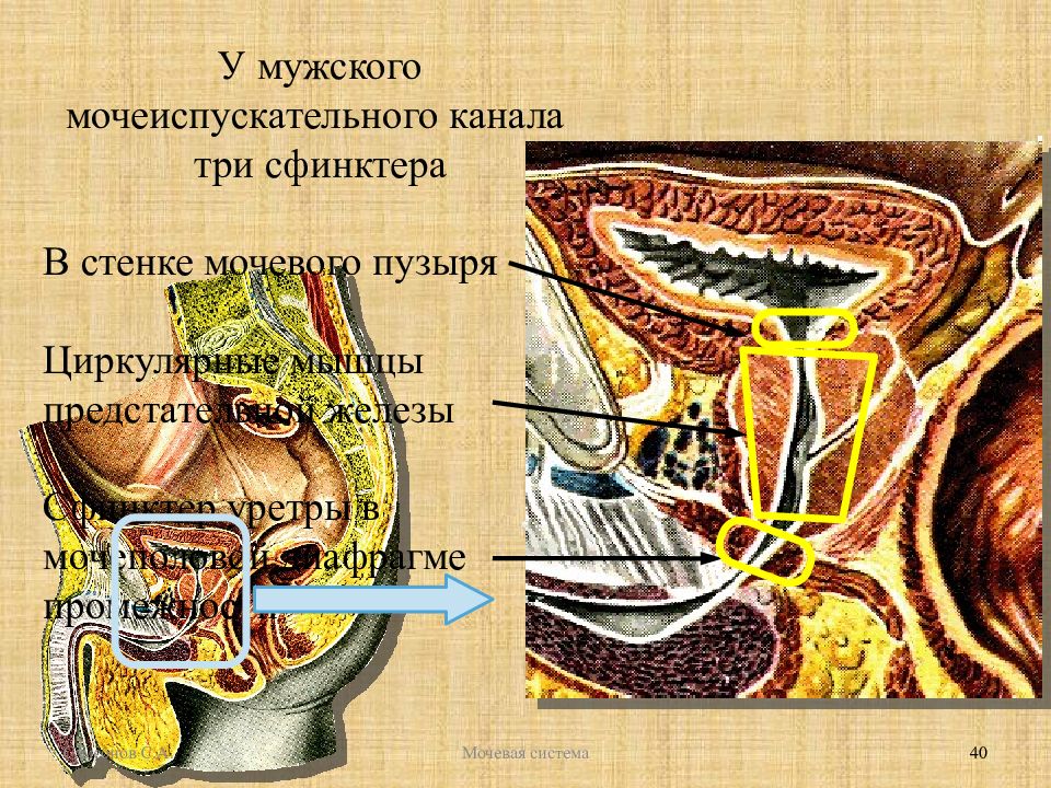 Произвольный сфинктер мочеиспускательного канала располагается. Сфинктеры мочеиспускательного канала анатомия. Сфинктеры мужского мочеиспускательного канала. Наружный сфинктер мочеиспускательного канала произвольный. Непроизвольный сфинктер мужского мочеиспускательного канала.