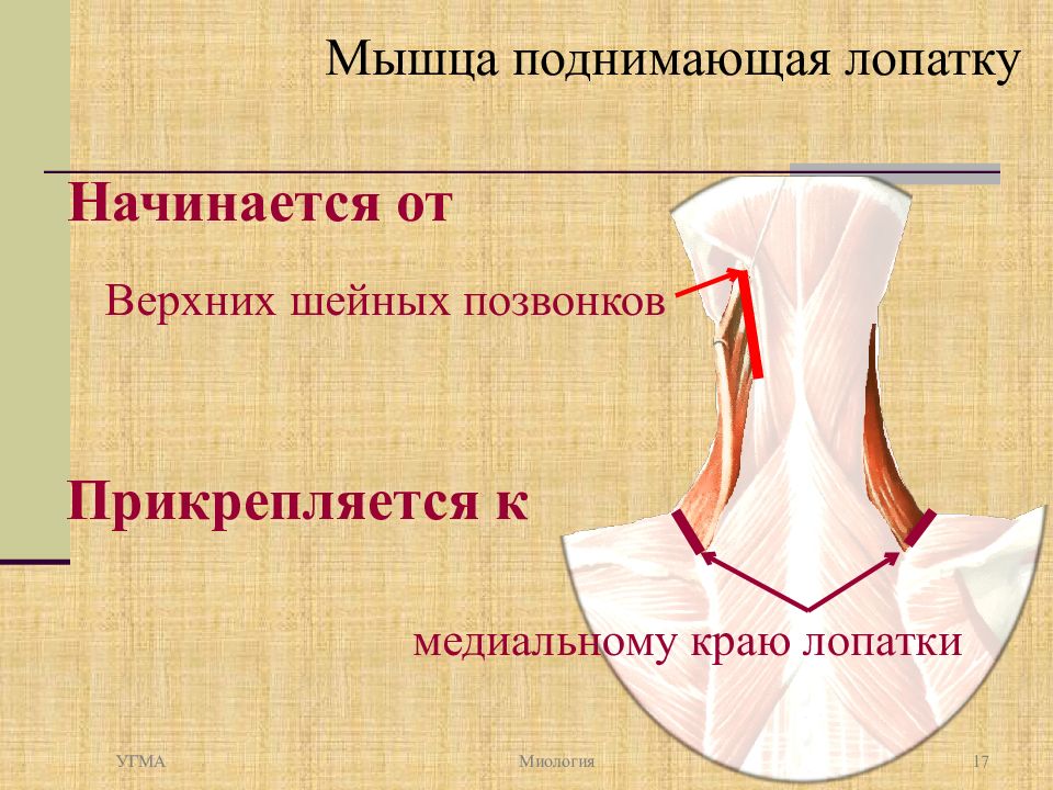 Мышца поднимающая лопатку картинка