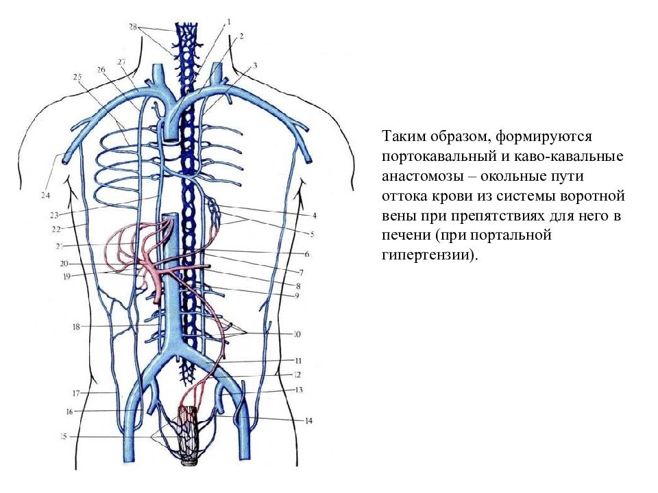 Система полых вен. Анастомозы вен анатомия. Венозные анастомозы анатомия таблица. Кава кавальные анастомозы анатомия. Венозная система человека схема.