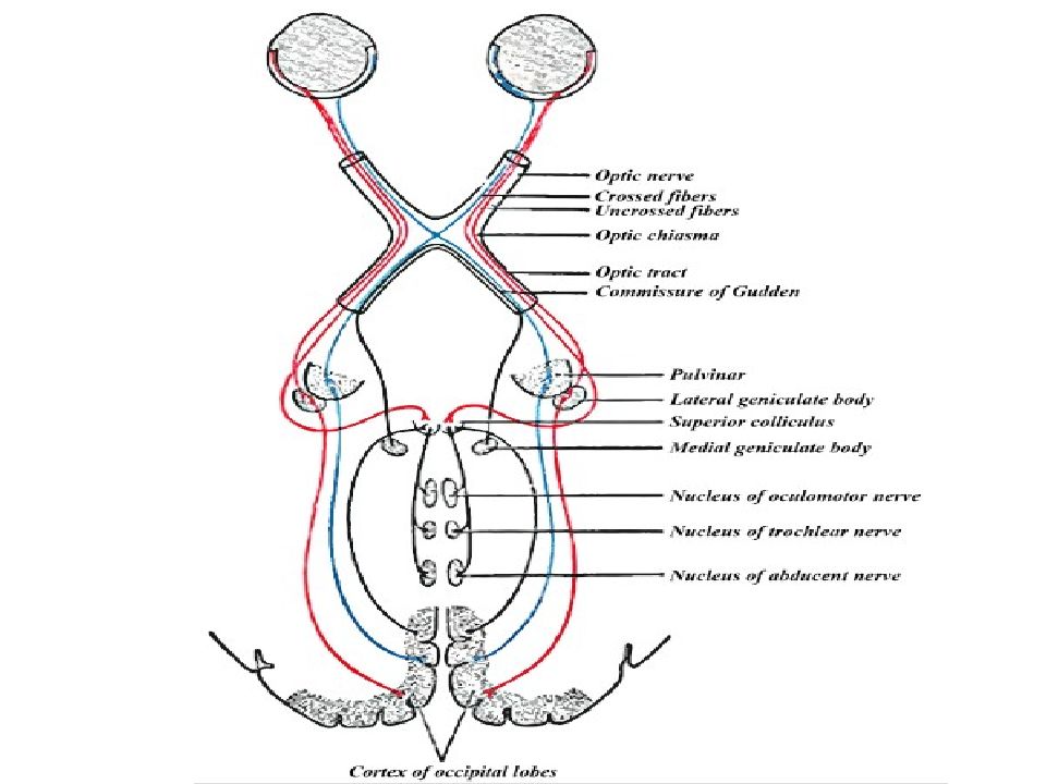 Черепные нервы схема. Схема 2 пары черепных нервов. 2 Пара ЧМН зрительный нерв. 2 Пара черепных нервов. 2 Пара черепных нервов схема.