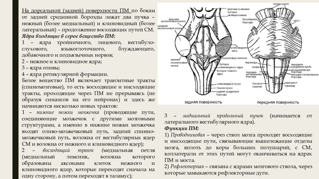 Медиальная петля. Продольный медиальный пучок продолговатого мозга. Медиальная петля продолговатого мозга. Медиальный продольный пучок путь. Ядра тонкого и клиновидного Пучков продолговатого мозга.